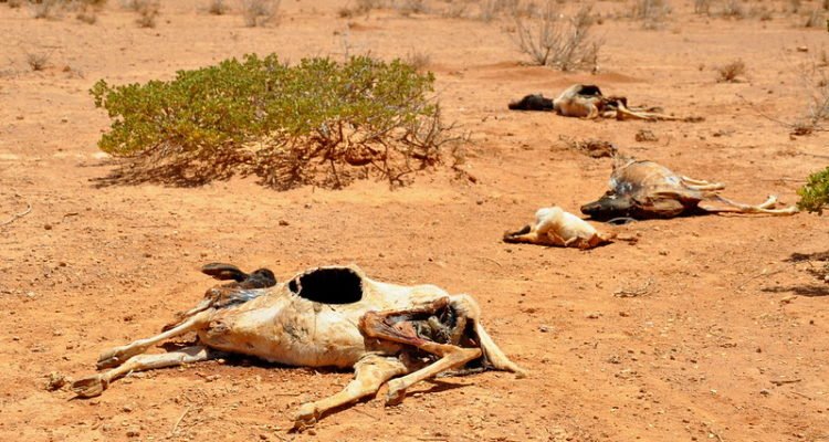 Decomposed, emaciated sheep and goat carcasses, scattered on a dry barren space, just a kilometer from Waridaad Village.