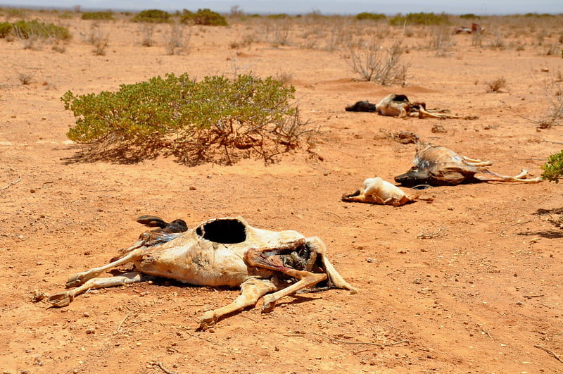 Decomposed, emaciated sheep and goat carcasses, scattered on a dry barren space, just a kilometer from Waridaad Village.