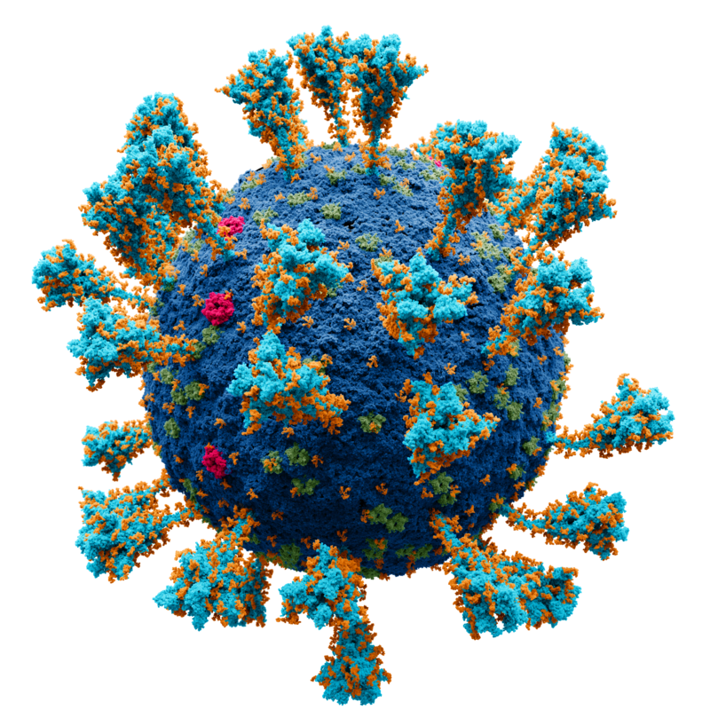 Atomic model of the external structure of the SARS CoronaVirus2. The microscopic face of the deadliest enemy.