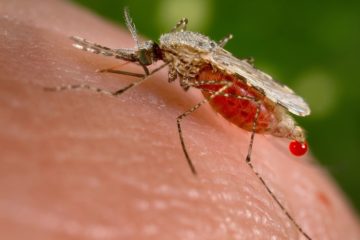 An Anopheles stephensi mosquito, a vector for Malaria, takes human blood. Mosquito control is effective against Malaria.